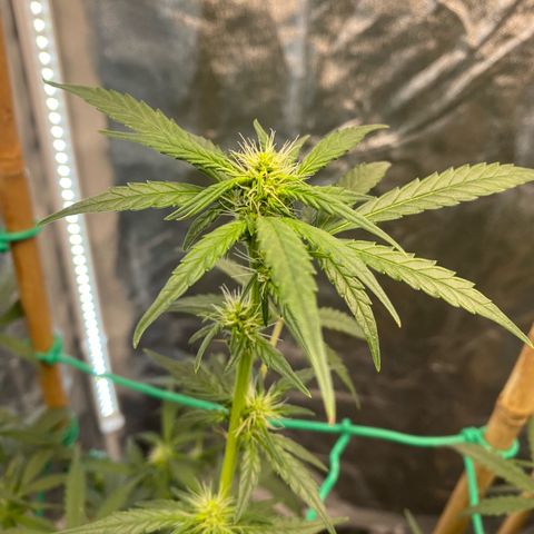 Tutankhamon growlog timeline photo