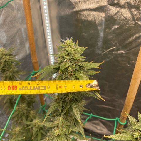 Tutankhamon growlog timeline photo