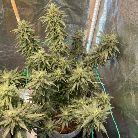 Tutankhamon growlog timeline photo