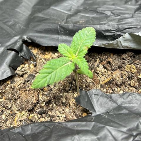 Lister Sister growlog timeline photo