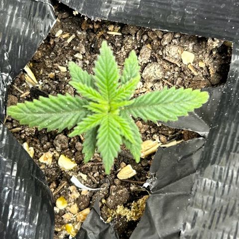 Lister Sister growlog photo: Experienced Nitrogen Deficiency/lost first leaves and back in growth.  Believe it was the seedling soil at three weeks ran out of Nitrients.
