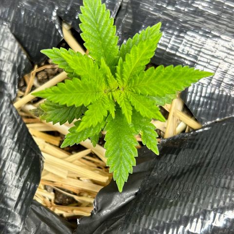 Lister Sister growlog timeline photo