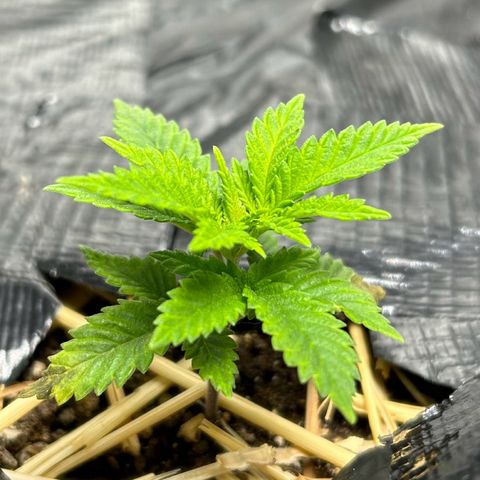 Lister Sister growlog timeline photo