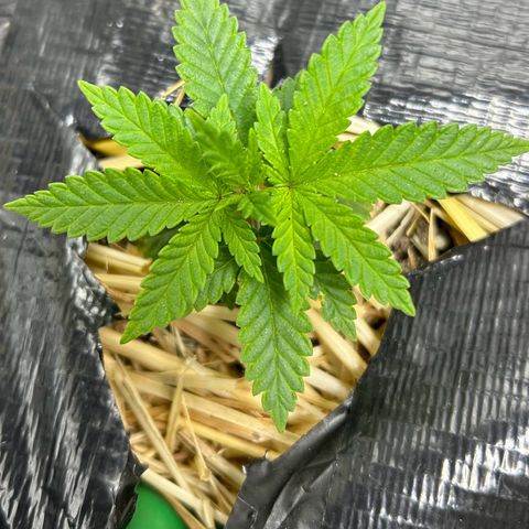Lister Sister growlog timeline photo