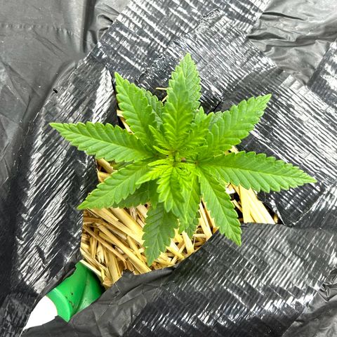 Lister Sister growlog timeline photo