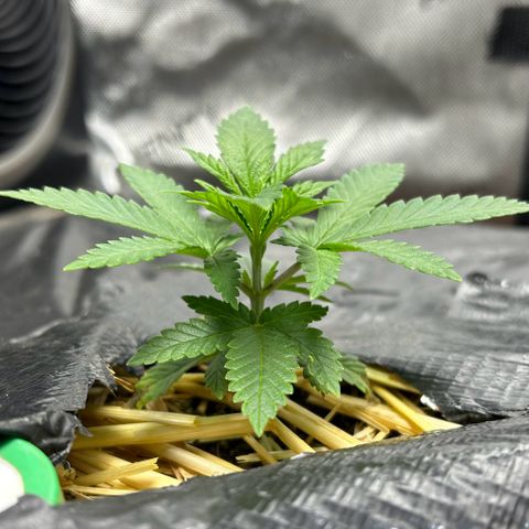 Lister Sister growlog timeline photo