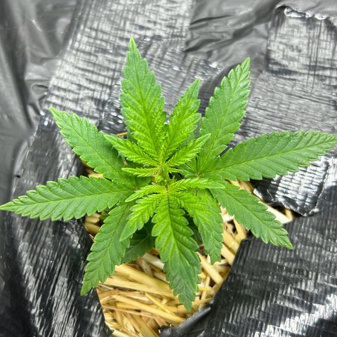 Lister Sister growlog timeline photo