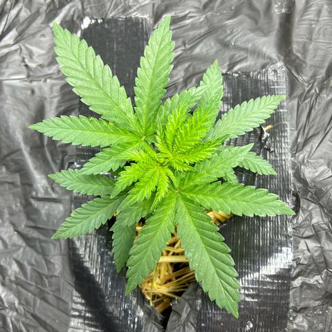 Lister Sister growlog timeline photo