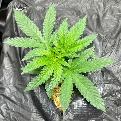 Lister Sister growlog timeline photo