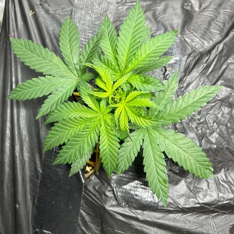 Lister Sister growlog timeline photo