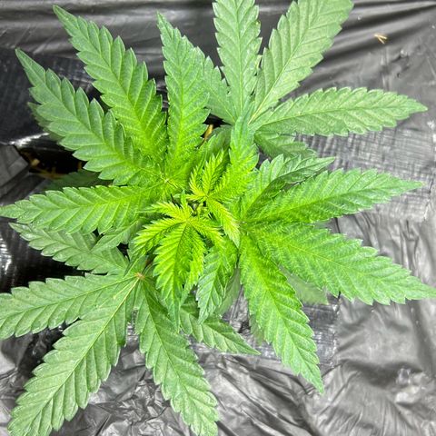 Lister Sister growlog timeline photo
