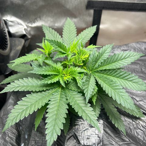 Lister Sister growlog timeline photo
