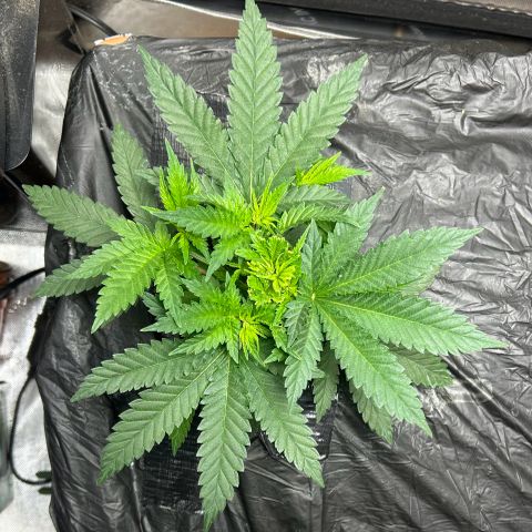 Lister Sister growlog timeline photo