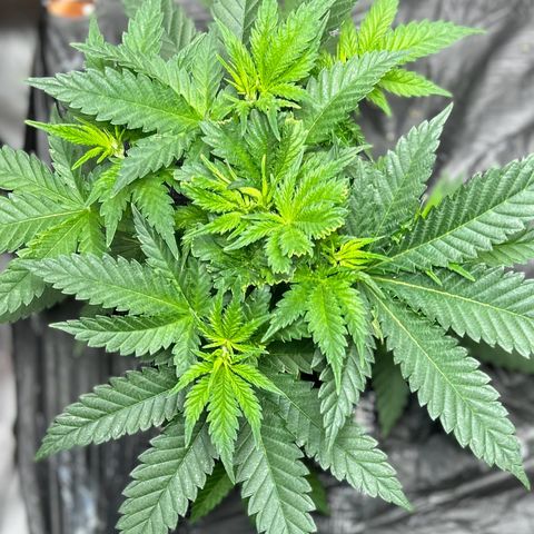 Lister Sister growlog timeline photo