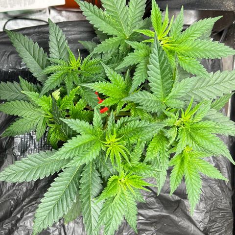 Lister Sister growlog timeline photo
