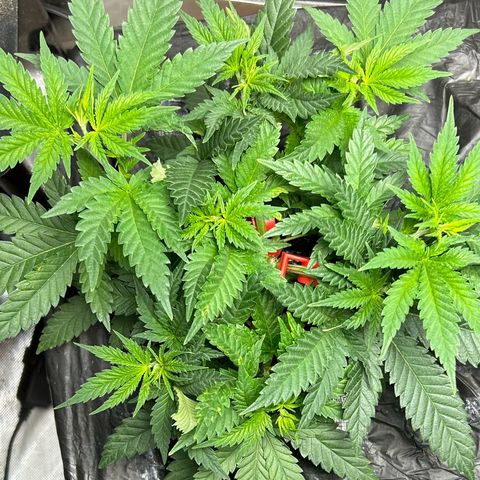 Lister Sister growlog timeline photo