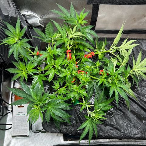 Lister Sister growlog timeline photo