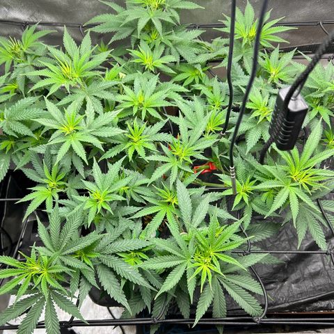 Lister Sister growlog timeline photo