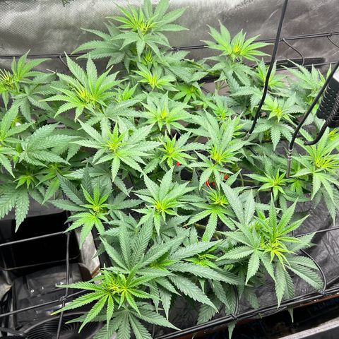 Lister Sister growlog timeline photo