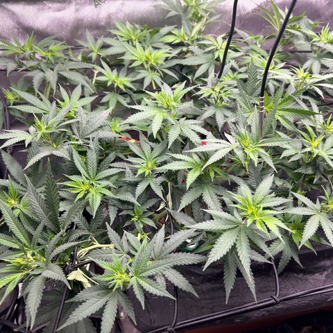 Lister Sister growlog timeline photo