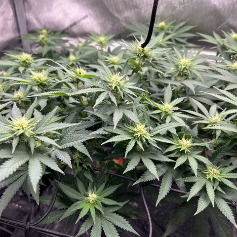 Lister Sister growlog timeline photo