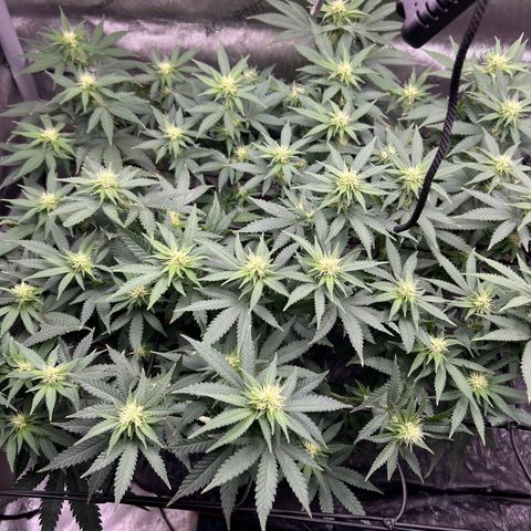 Lister Sister growlog timeline photo
