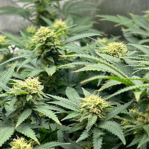Lister Sister growlog timeline photo