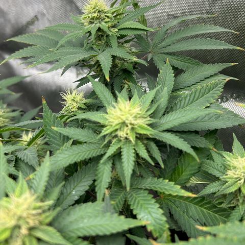 Lister Sister growlog timeline photo