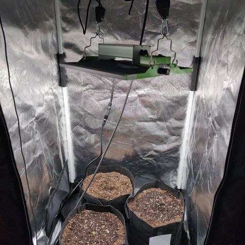 Isa growlog timeline photo