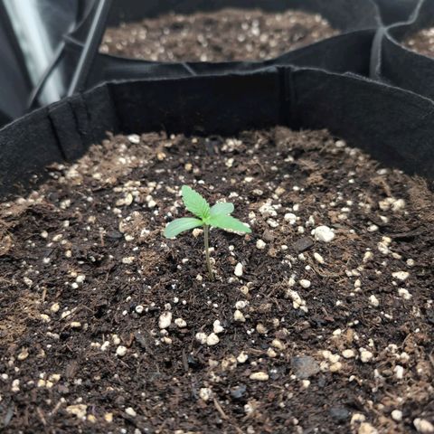 Isa growlog timeline photo
