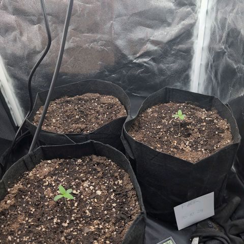 Isa growlog timeline photo