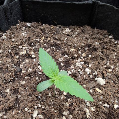 Isa growlog timeline photo