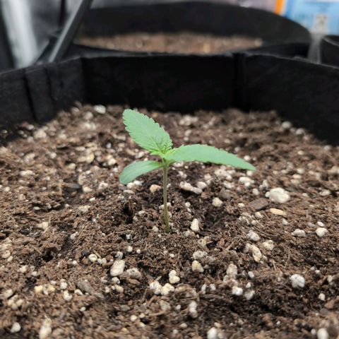 Isa growlog timeline photo