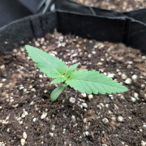 Isa growlog timeline photo