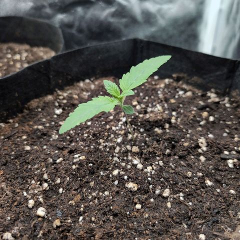 Isa growlog timeline photo