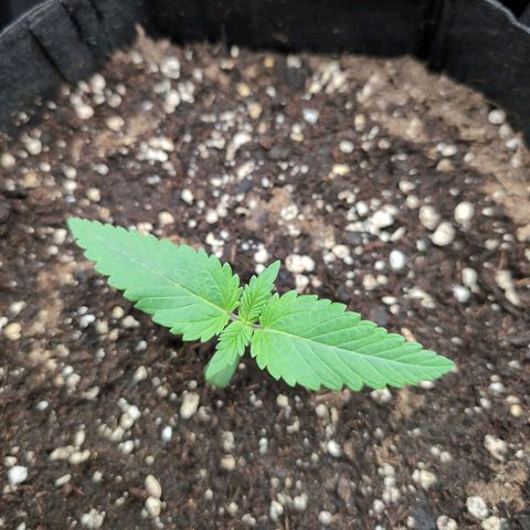 Isa growlog timeline photo