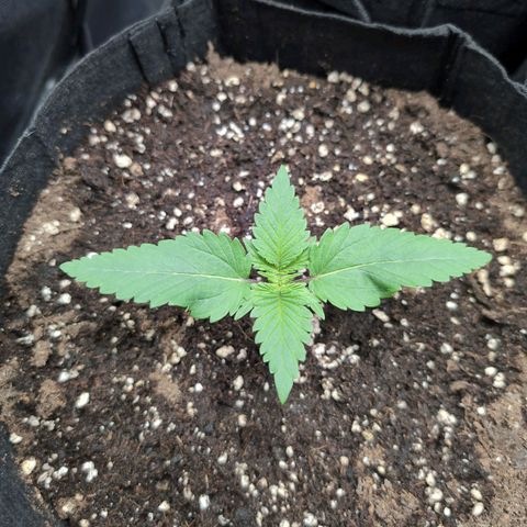 Isa growlog timeline photo