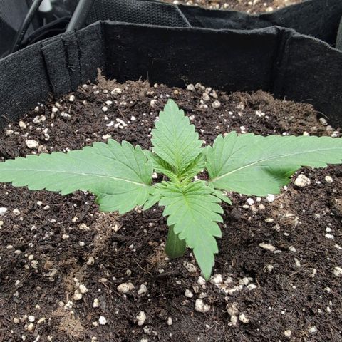 Isa growlog timeline photo