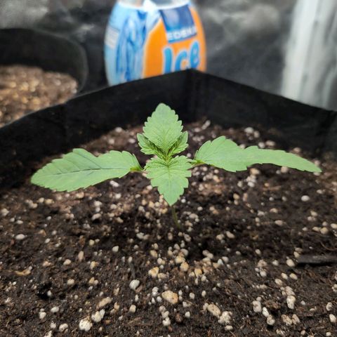 Isa growlog timeline photo