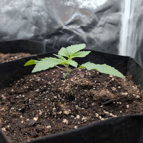 Isa growlog timeline photo