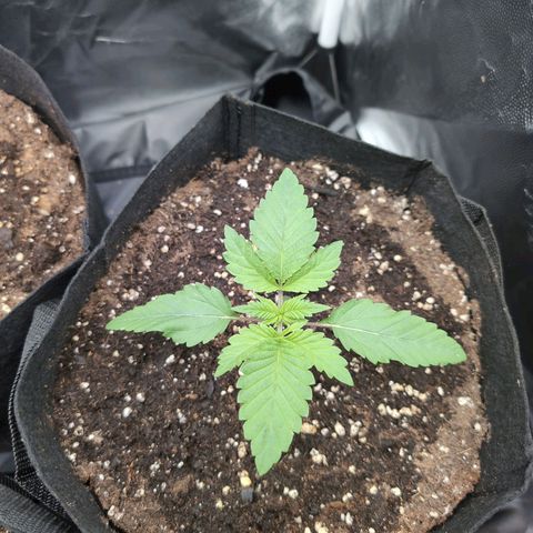Isa growlog timeline photo