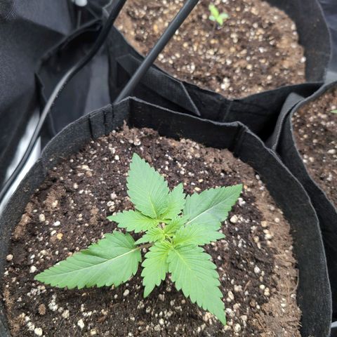 Isa growlog timeline photo