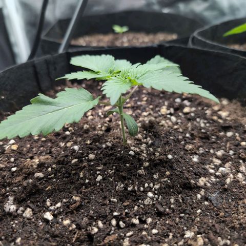 Isa growlog timeline photo