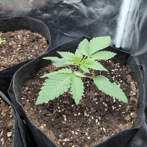 Isa growlog timeline photo
