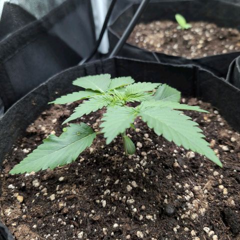 Isa growlog timeline photo