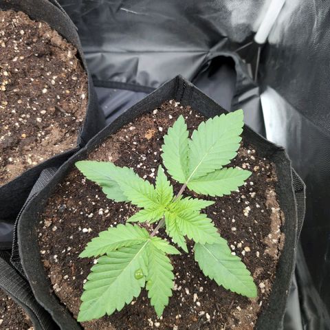 Isa growlog timeline photo