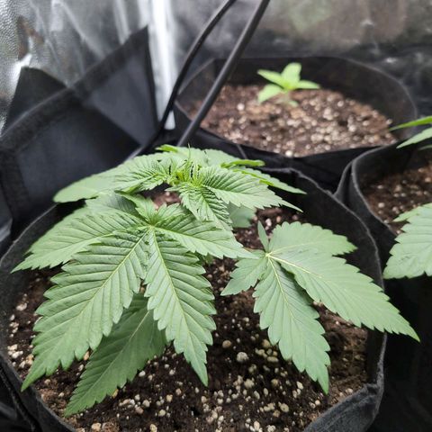 Isa growlog timeline photo
