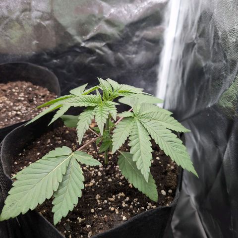 Isa growlog timeline photo