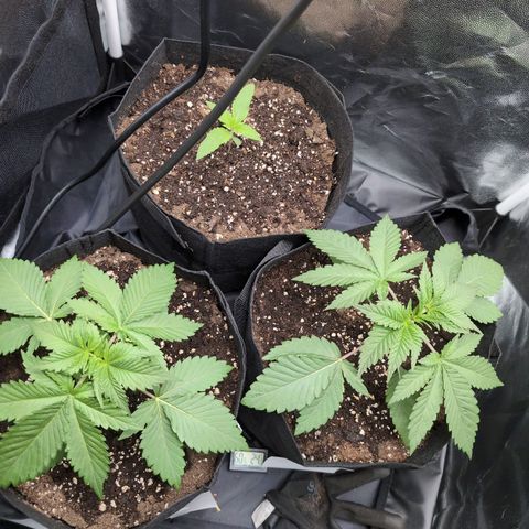 Isa growlog timeline photo