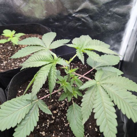 Isa growlog timeline photo